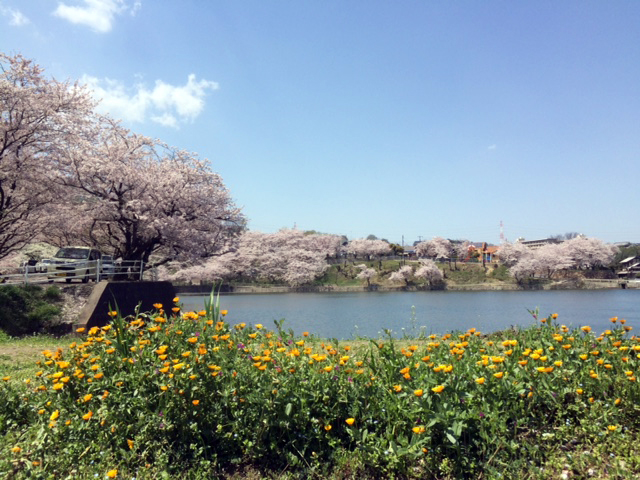 2017.4.17hanami2.jpg