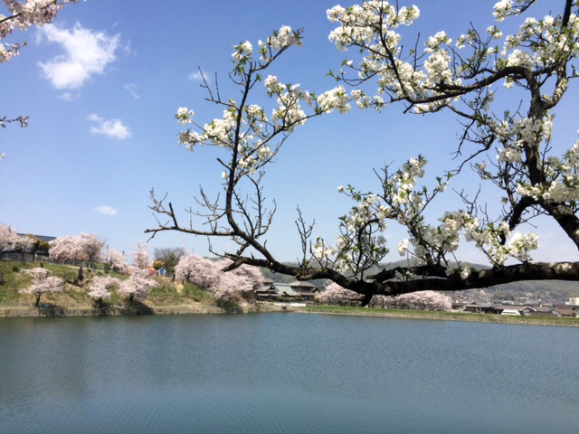 2017.4.17hanami3.jpg