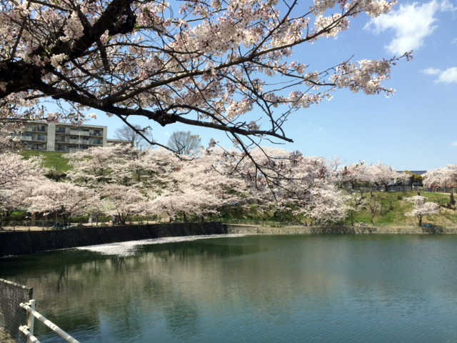 2017.4.17hanami4.jpg